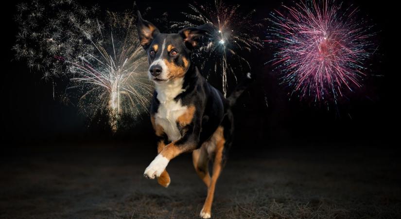 Erről senki sem beszél: állatok ezreit pusztítja el, családokat tesz tönkre a szilveszteri tűzijáték