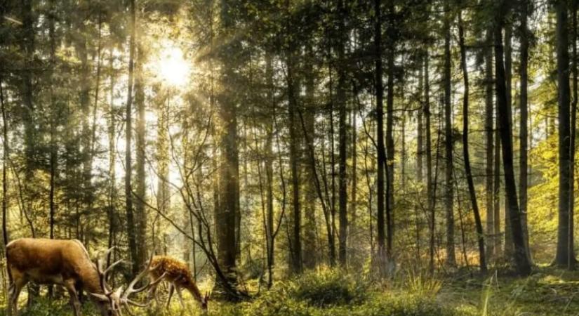 Erdőfürdőzés – próbáltad már a csendes gyógyulást?