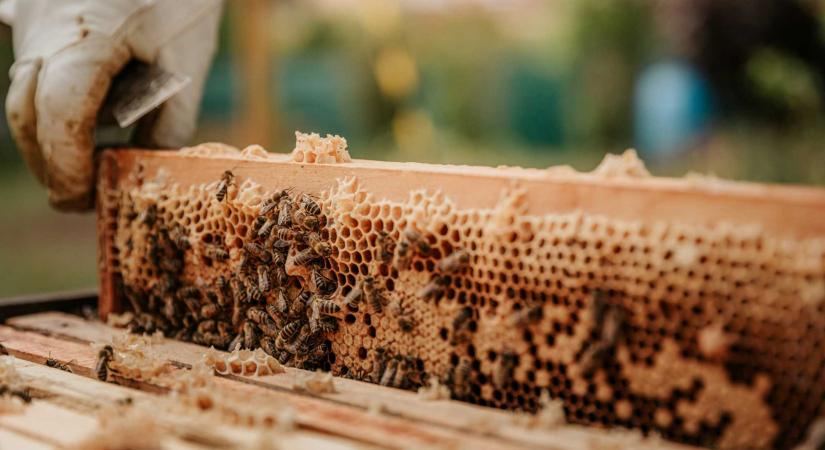 Az akác teljesen elmaradt, a napraforgó mentett – Közepes évet zártak a székelyföldi méhészek