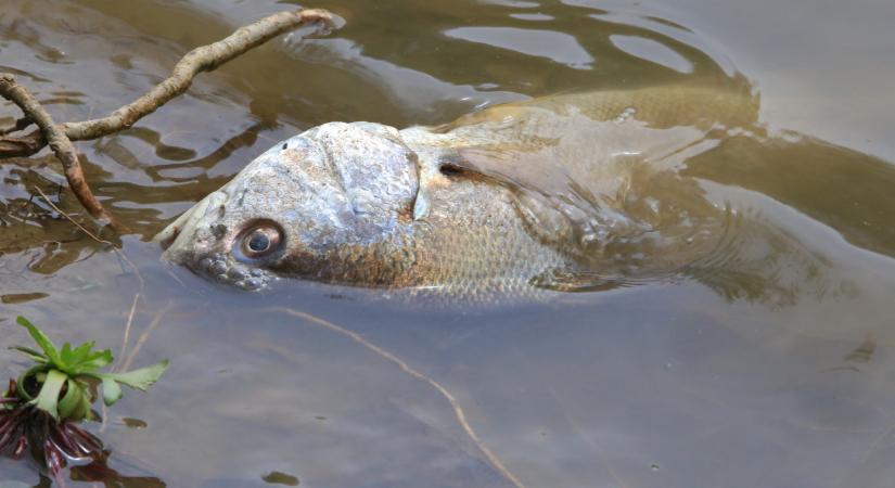 Pusztulnak a halak a Balatonban: megvan, mi áll a háttérben