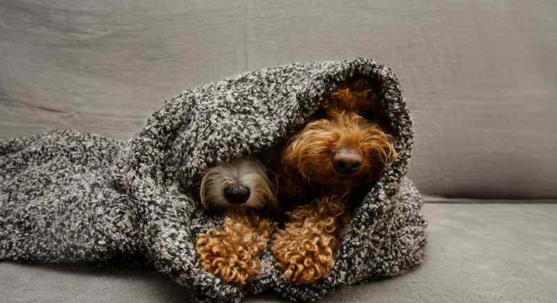 Ezt tedd, hogy ne féljen a kutyád a szilveszteri tűzijáték idején