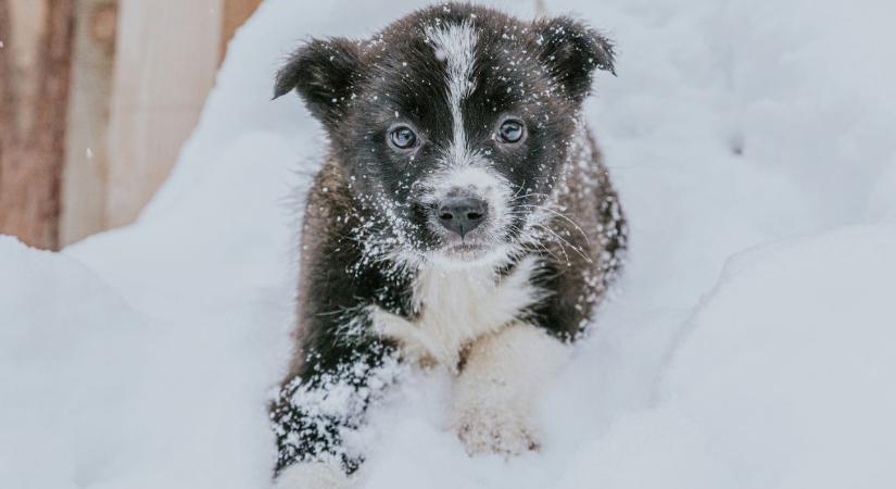 Ne pokróccal béleljük a kutyaólat, hanem ezzel: így téliesítsük