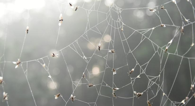 Egy különleges erdei ragadozó lett az Év Rovara