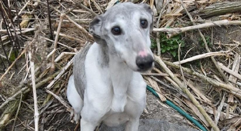 Debreceni állatvédő: tudjuk, hogy kutyák százai halnak meg a napokban