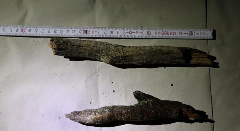 Letartóztatásban maradhat a fahusángos rabló