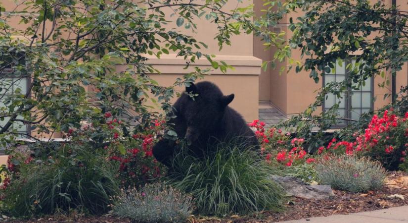Medve költözött a pincéjébe, de a hatóságok nem engedik, hogy elűzze