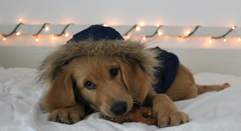 Így készüljünk az ünnepekre négylábú kedvencünkkel