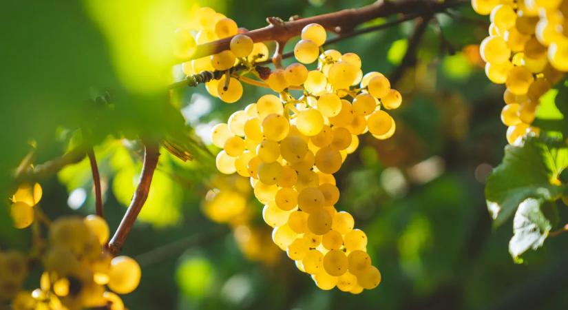 Miért esznek az emberek 12 szőlőszemet szilveszter éjfélkor?