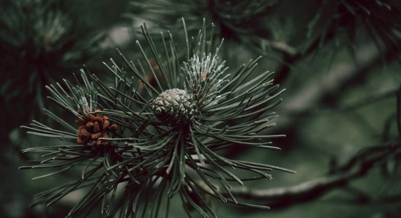 Bírságot kaphatunk a szabálytalanul kihelyezett fenyőfáért