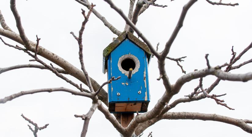 Madáretetetés – másképp