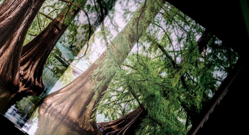 Ez a könyv nemzedékek kincse lesz: öt évig fotózta Magyarország legősibb fáit, most végre kézbe vehetjük a csodát