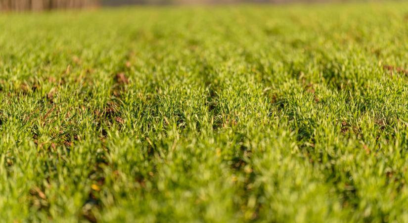 A jövő évi búzatermés megmentéséhez tartós fagyokra és hótakaróra lenne szükség