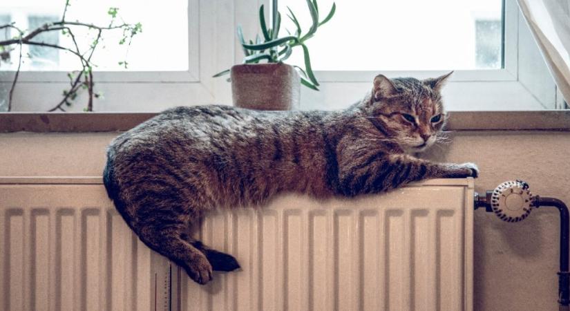 Óriási hiba legyinteni erre a veszélyre: a macska életébe kerülhet