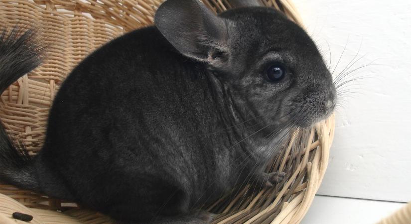 Kihívások és lehetőségek a csincsillatenyésztésben