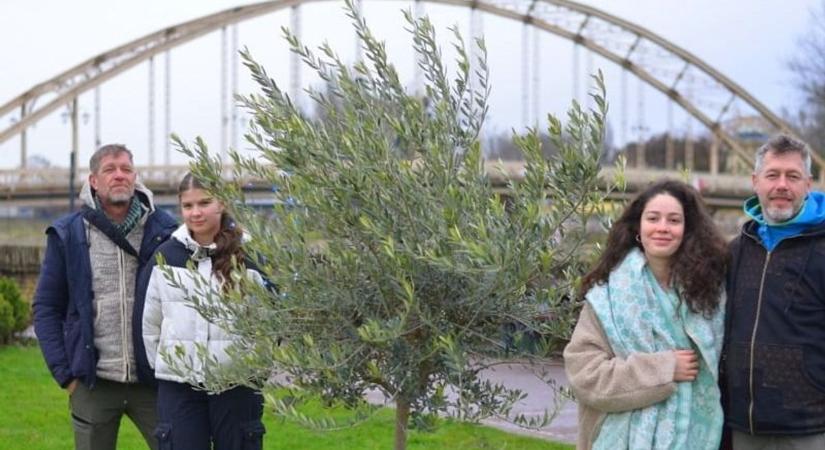 Kell egy kis pompa: ezért fürdenek fényben a győri belváros olajfái