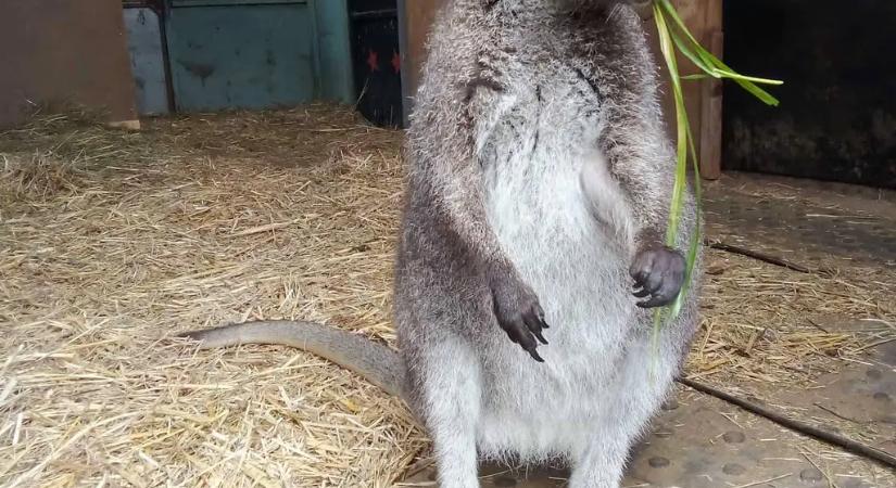 Csehországban megszökött egy kenguru, amit egy család karácsonyi ajándékként adott a gyerekeknek