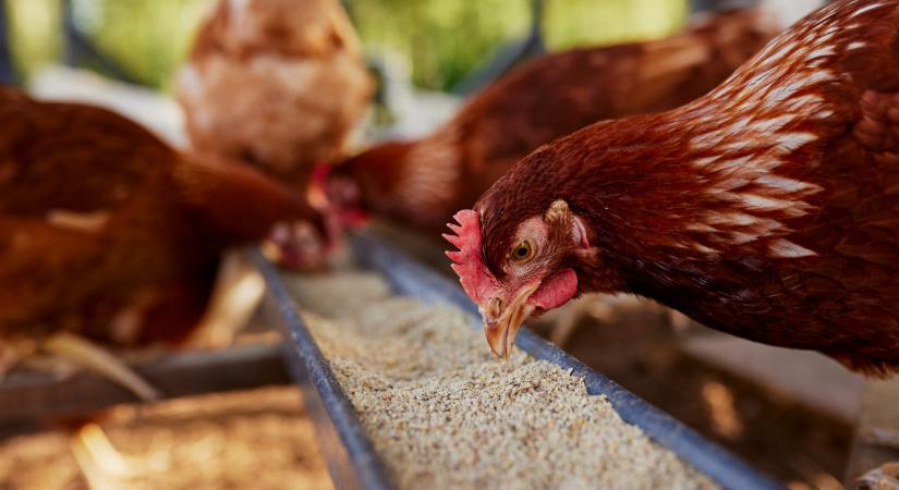 Elképesztő, milyen adalékot tennének a takarmányokba: ez a jövő?