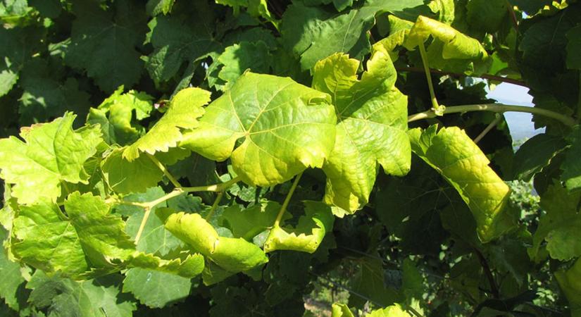 Aszály, betegségek, kényszerű váltások: ilyen ma borásznak lenni VIDEÓ