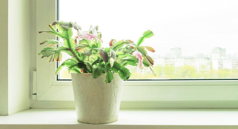 Így gondozd a karácsonyi kaktuszt a virágzása után