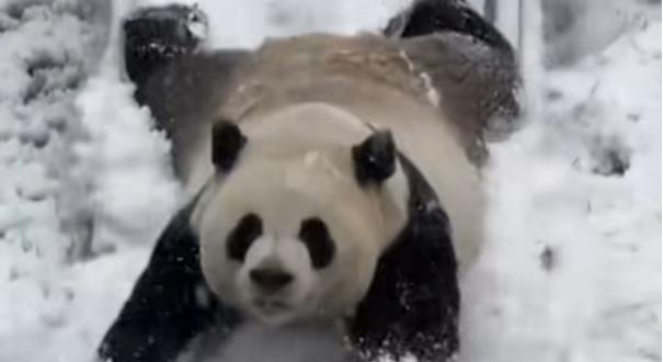 Cukiságbomba: így csúszdázik és hempereg a hóban a játékos kínai óriáspanda – videó