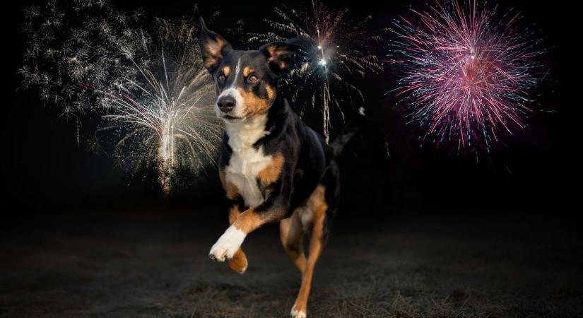 Itt találod a szilveszteri időszakban állatokat mentő önkéntesek adatbázisát