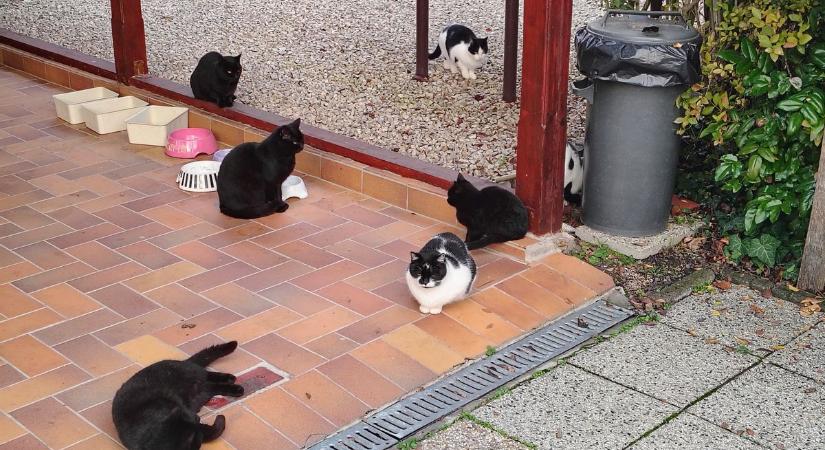 Nyáron etették őket, télen itt maradtak – így élnek a kóbor cicák a Balatonnál (sonline.hu)