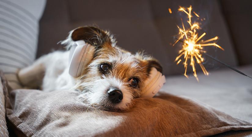 Bár egy kiképző javasolja, ne így nyugtassa a kutyáját a szilveszteri zajongásban