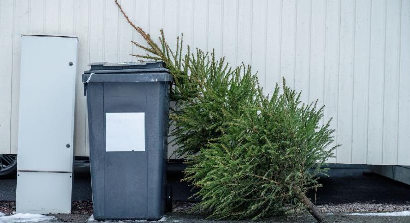 Ne a kukában végezze: praktikus ötletek a karácsonyfa újrahasznosítására