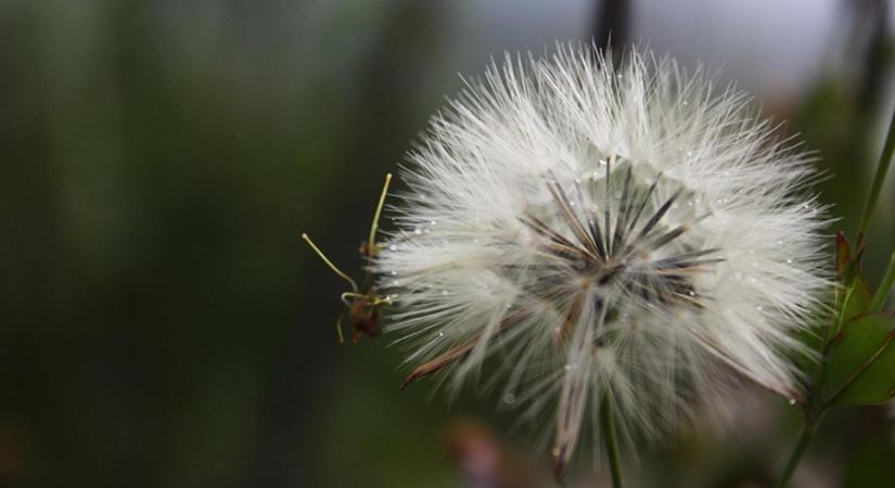 Megvannak Az év természetfotósa pályázat győztesei
