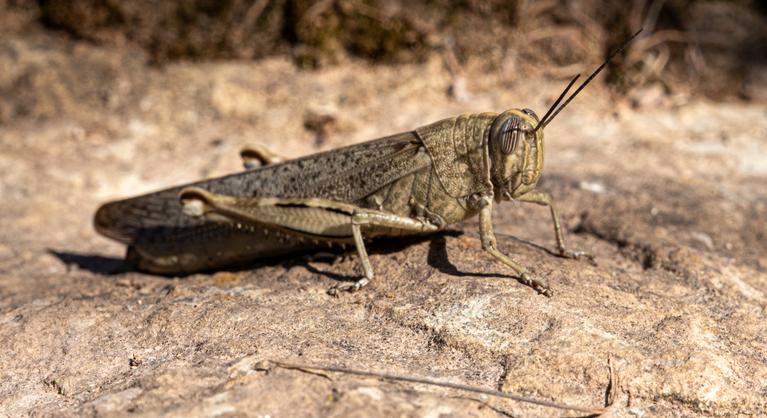 Ilyen rovar még nem volt Magyarországon, megtelepedett a horrorsáska