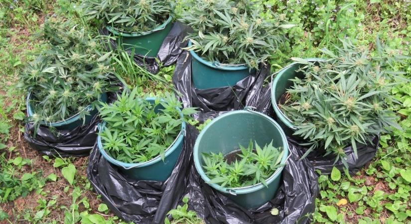 A legnagyobb drogfogások Zalában – marihuána, kokain és ketamin volt a menő