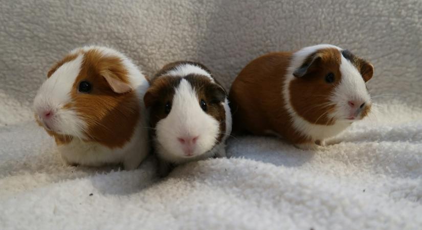 Ez a három elbűvölő mese még idén kijön a magyar mozikban