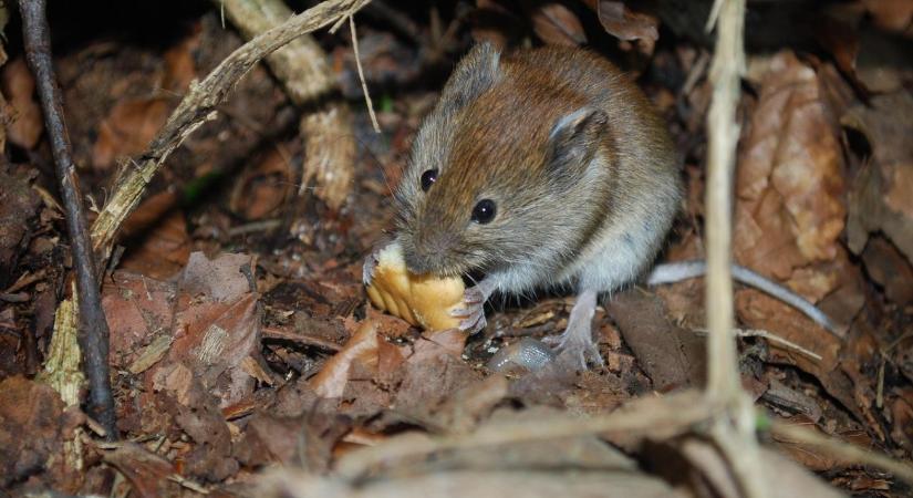 Rágcsálóvédelem télen – 5 pont, ahol biztosan bejutnak