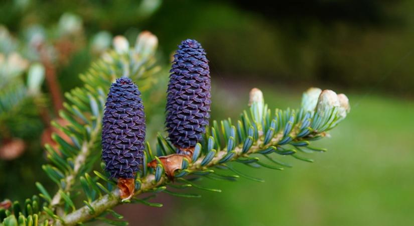 Tobozszüret és Márton-nap a Folly Arborétumban