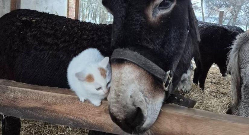 Mégsem lett kolbász a szamárfarm legújabb lakója