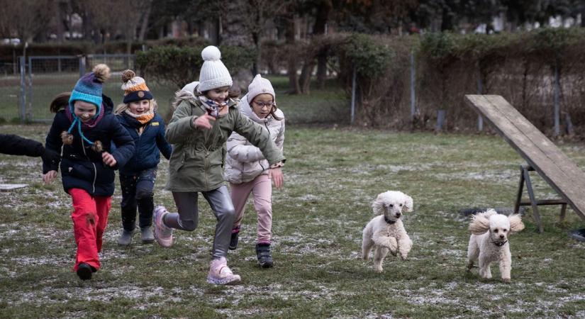 Angyali kutyákkal játszottak a gyerekek, akik még a kutyagumit is megtanulták felszedni (galéria, videó)