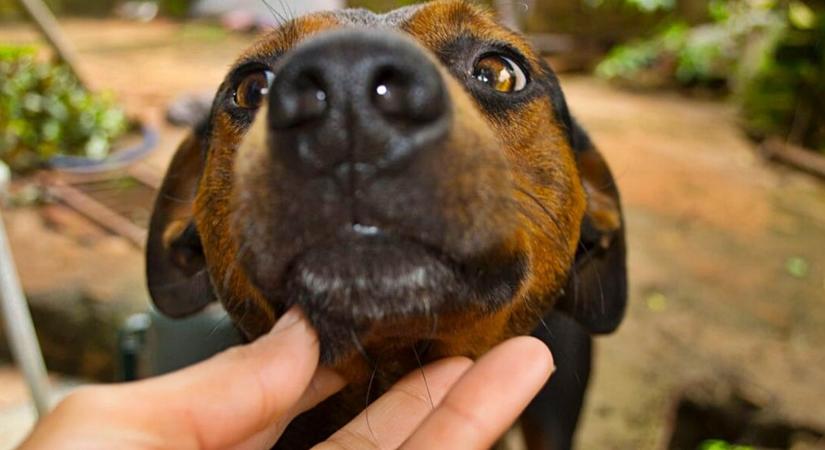 Így nyugtathatod meg a kutyádat szilveszterkor – ezek a módszerek tényleg segítenek