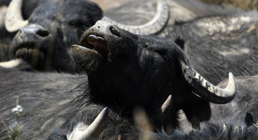 Együtt sírtunk, együtt nevettünk, s néha a feje tetejére fordult a világ 2025-ben Somogyban