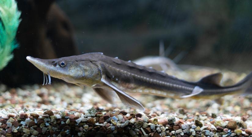 Ősi hal bukkant fel a magyar vizekben: 2 méter hosszú is lehet