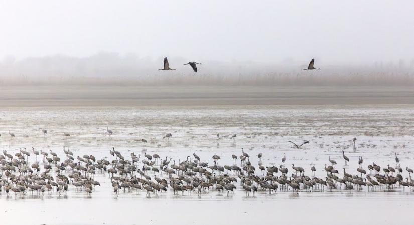 Rekordszámban pihentek darvak a kardoskúti Fehér-tónál