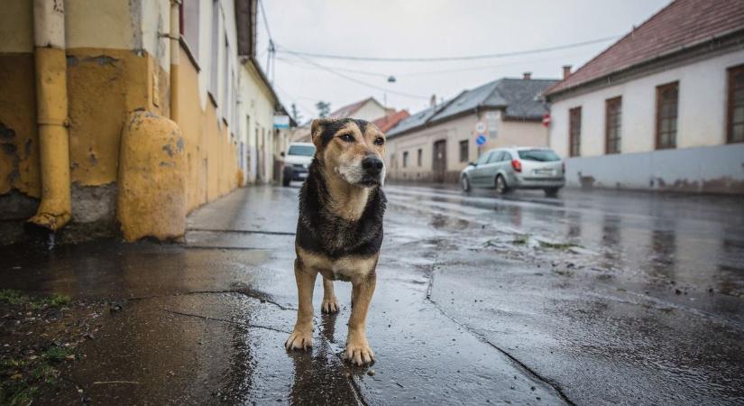 Szilveszteri ügyelet helyett chipolvasást vállalnak a gencsapáti állatvédők