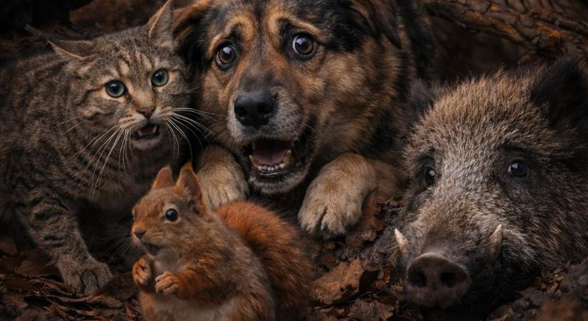 Nekünk ünnep, nekik félelem – a Győri Állatmenhely figyelmeztet szilveszter előtt