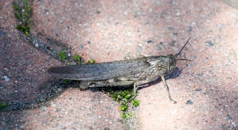 Hatalmas rovar jelent meg Magyarországon: durva, hogy néz ki