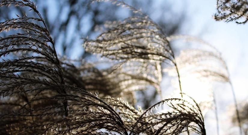 A decemberi szél „szárító hatása” – mit okoz a növényekben?