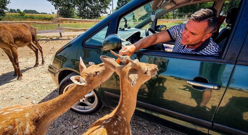 Otthonra lelnek az árvák: őzgidákat, húsvéti nyuszikat, gólyákat és kis kapibarát is mentett a Pusztaottlakai Safari Park – fotók, videó