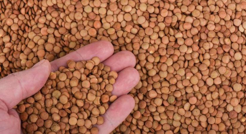 Mit hoz a lencse, mit visz el a baromfi? Újévi villámkvíz