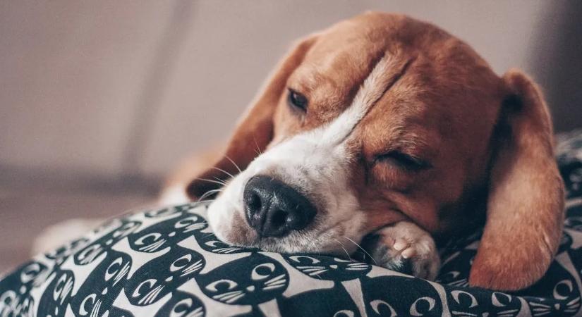 Ön ünnepel, ők remegnek – így élik meg a kedvencek a szilveszteri tűzijátékot