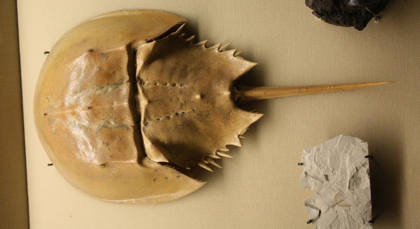 Egész iparág alakult a kék vérű rákok vérének lecsapolására