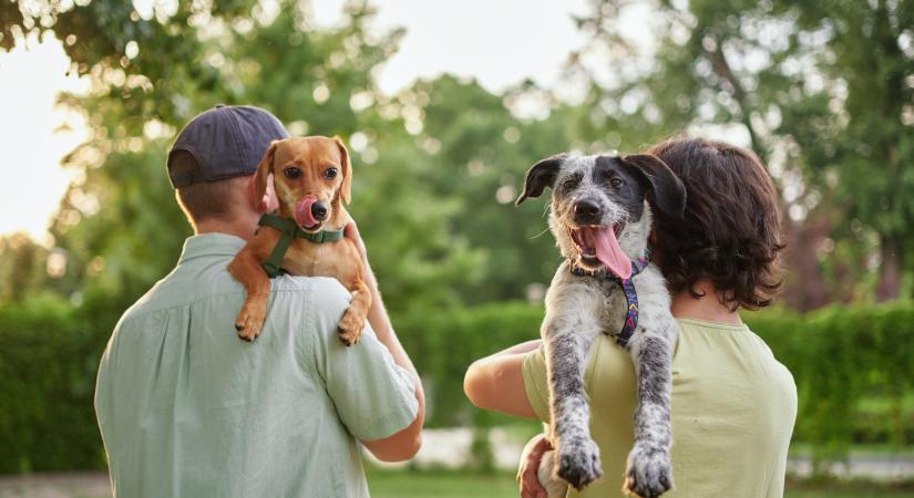 Ez történik az agyadban, amikor sétáltatod, simogatod vagy öleled a kutyád