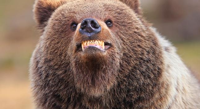 Garantált a nevetés 2025 legviccesebb állatfotóit látva